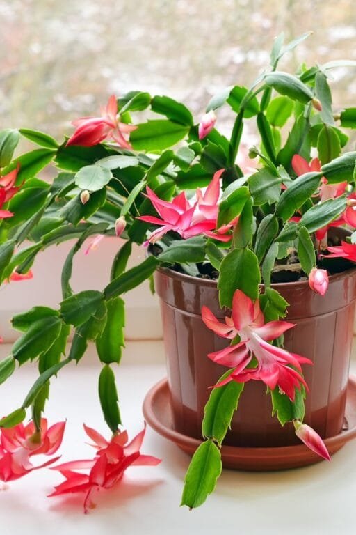 Christmas cactus blooming