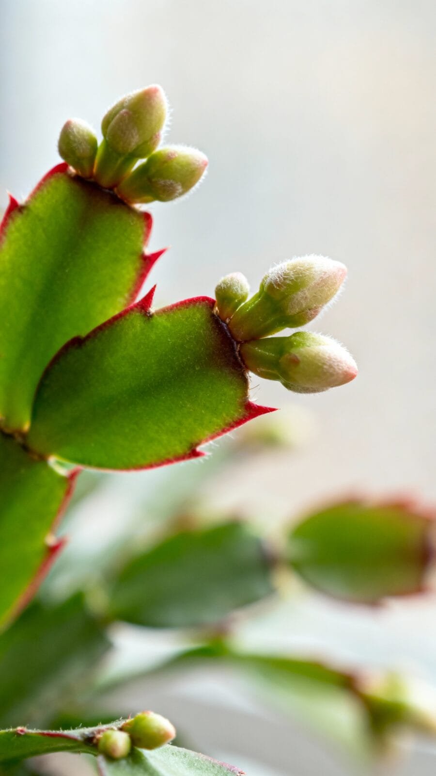 Closeup Christmas cactus buds at leaf joints, bright indirect window