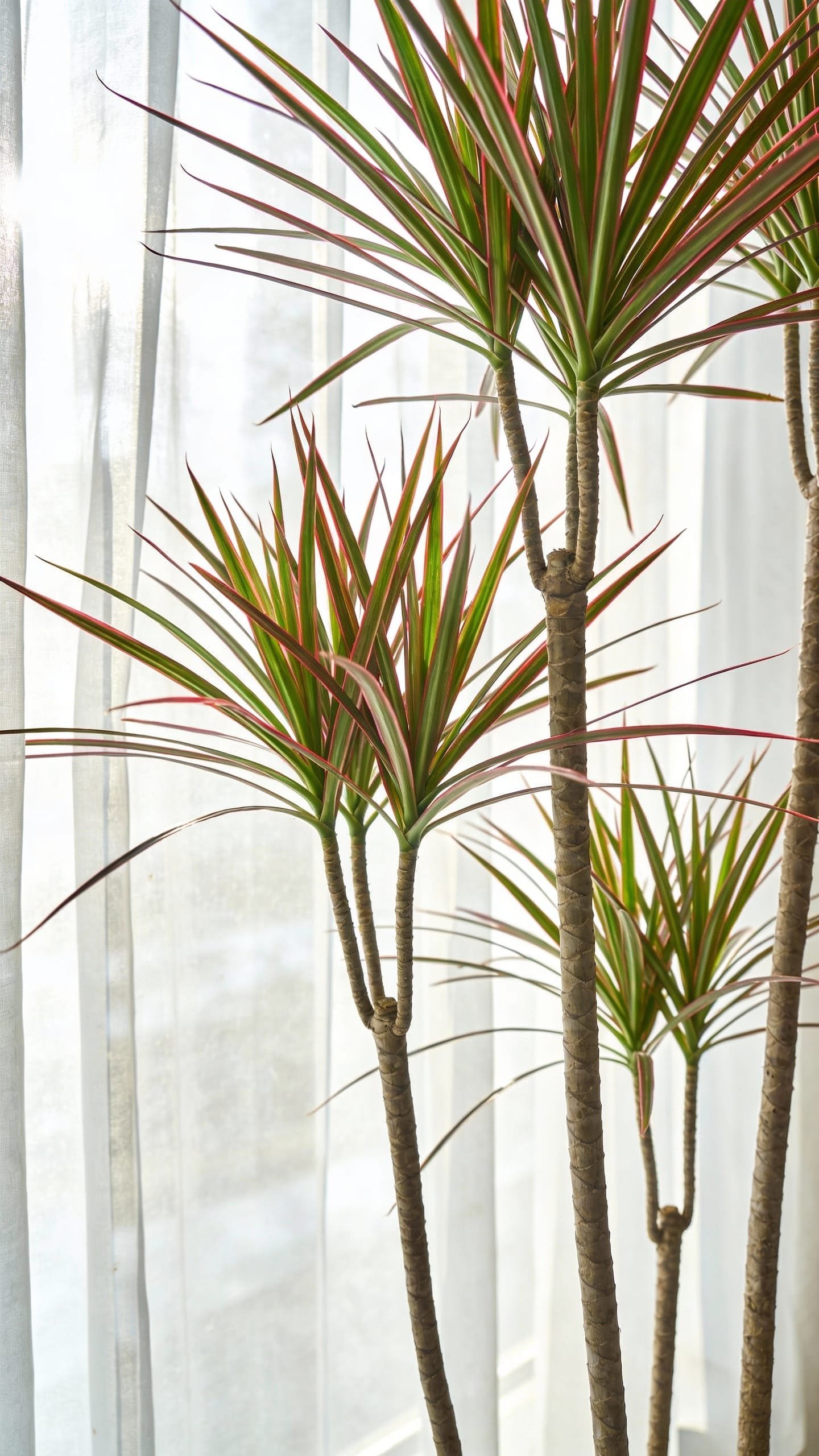 dracaena marginata in bright indirect window light, sheer curtain
