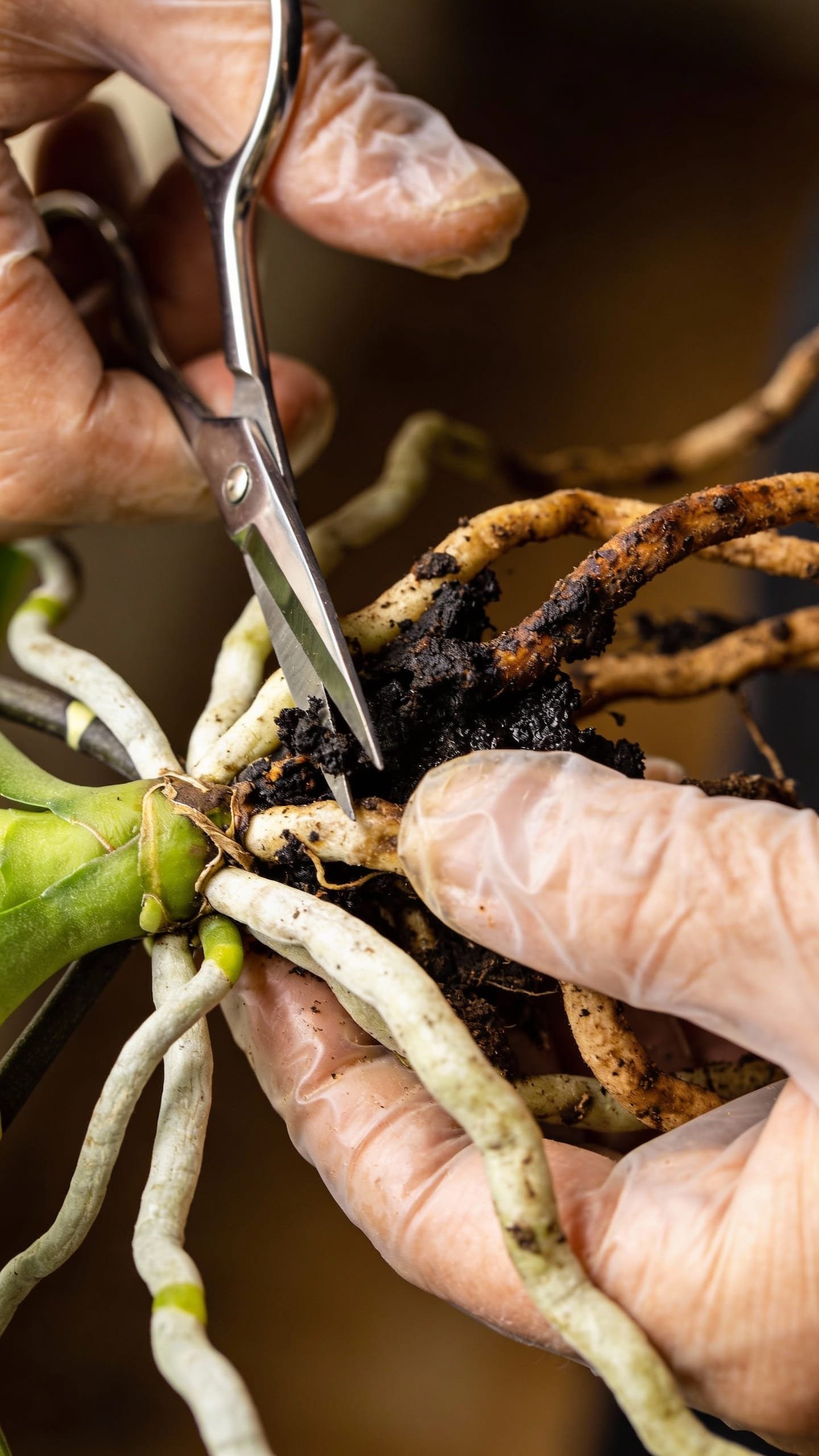 Hands trimming rotten orchid roots with sterilized scissors, macro shot