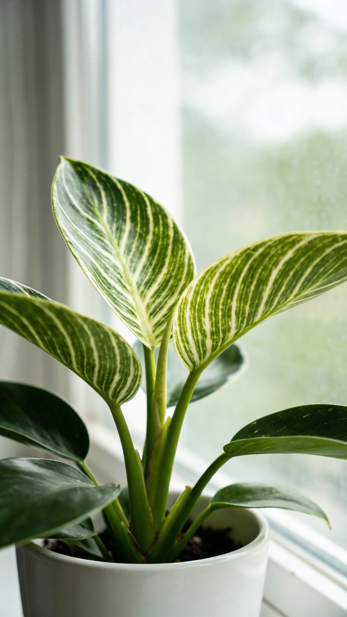 philodendron birkin in white pot, upright leaves, window light