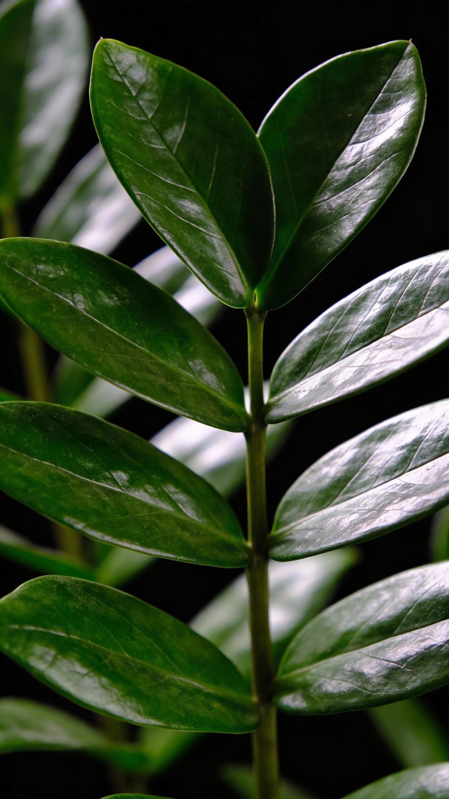 Close-up glossy ZZ leaves with water droplets, black backdrop