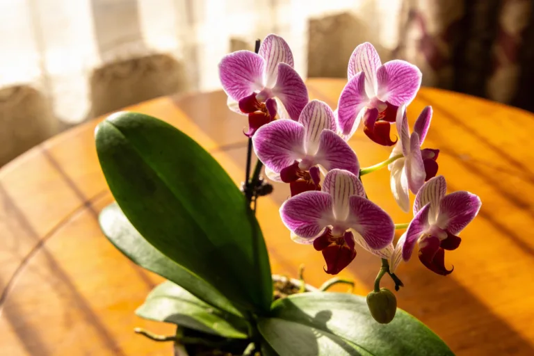 How to Revive an Orchid: Easy Step-by-Step Guide to Bring Your Dying Orchid Back to Life