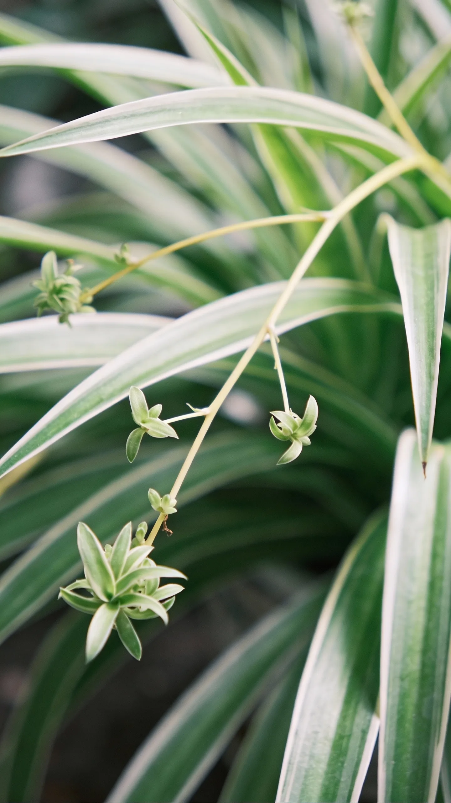 spiderettes on long stolons, close-up macro, soft diffused light