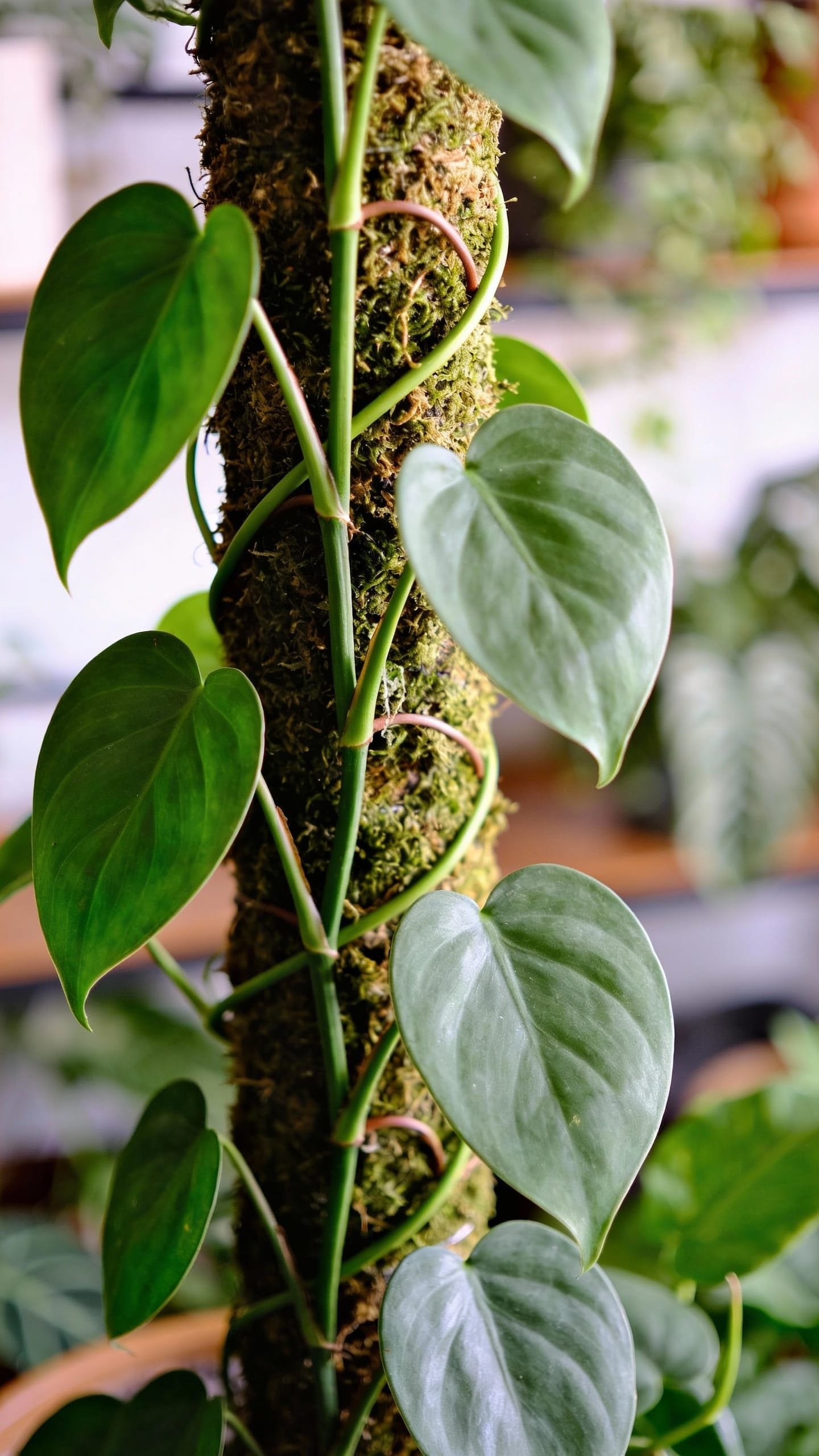 vining philodendron on moss pole, soft diffused daylight indoors